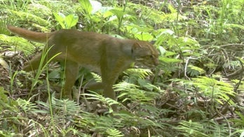 Spotted: Ultra-rare cat species captured on camera in Borneo