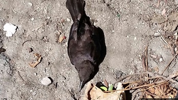Mystery in Boston after dozens of birds fall from sky