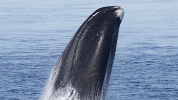 Whale genes offer hints to longer lifespans