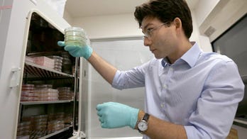 Researchers grow brain parts to study development, disease