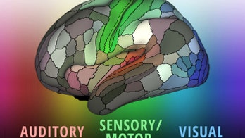 New map of the brain reveals areas never identified before