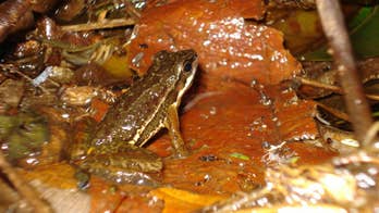This Brazilian frog pulls out all the stops in the name of love