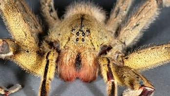 Did 'deadly' spider eggs really hitch a ride on imported bananas?