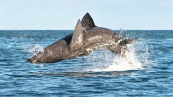 World's second-largest shark can jump just as high and as fast as great whites