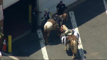 Police round up 2 horses, man dressed as cowboy crossing bridge to NYC