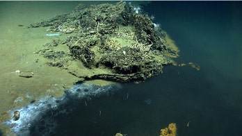 Watch live: Scientists explore life in the mysterious depths of the Gulf of Mexico