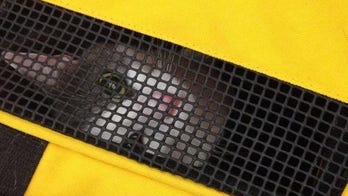 The Special Hell of Moving With Pets, in Excruciating Detail