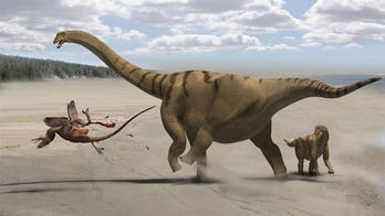 How dinosaurs grew the world's longest necks