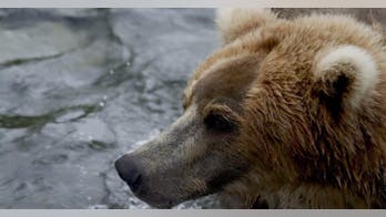 Un-bear-ably neat: Webcams make Alaska bears accessible