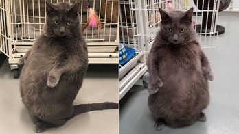 Fat cat who sits on hind legs seeks adoption in viral social media post
