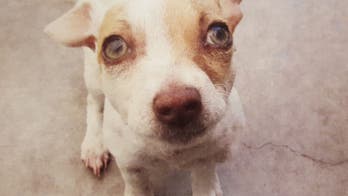 Officers find puppy high on meth, heroin; check him into rehab