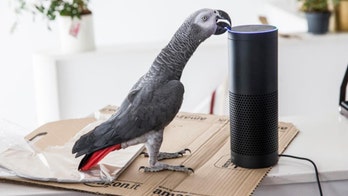 Parrot goes viral after placing Amazon order