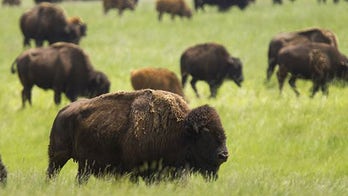 House votes to designate bison as America's national mammal