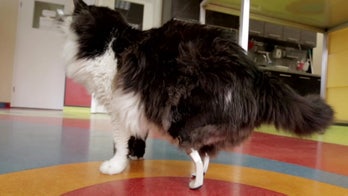Pooh the cat gets a pair of bionic legs in Bulgaria