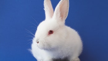Hitchhiking rabbit confuses London subway riders