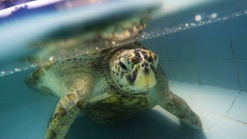Thailand's coin-eating turtle dies of intestinal blockage