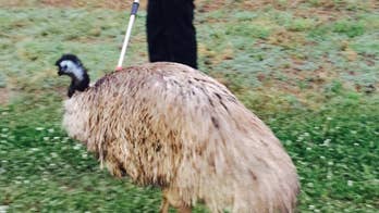 It's not an ostrich: Emu causes Atlanta-area highway traffic jam, then returns to owner