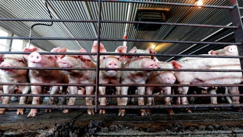 Hog farm's neighbors awarded $50M after suing over smells, spraying