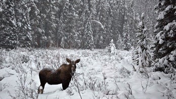 Moose kicks man in Alaska -- after he kicked first