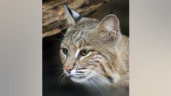 Bobcat escapes pen at National Zoo