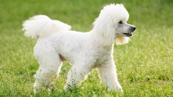 Escaped poodle at Tokyo's Haneda Airport shuts down runway, delays 14 flights