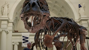 T. Rex's puny arms were useful after all