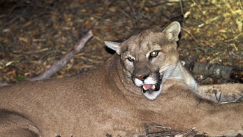 Mountain lions killed after mauling 2 dogs in Montana