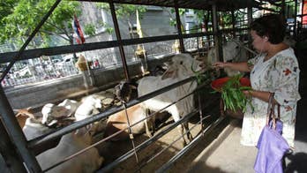 Tigers may be gone, but many creatures dwell at Thai temples