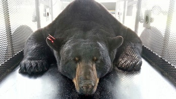 Wildlife officials capture largest black bear in Florida history