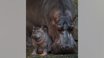 Baby hippo born at Disney's Animal Kingdom