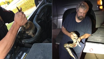 Wisconsin driver finds four-foot python in his car engine