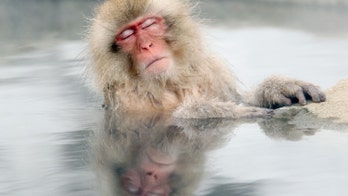 Japanese city under attack by violent monkeys: 'They are so smart'