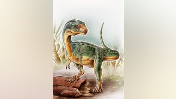 Bizarre cousin of T. Rex was a vegetarian