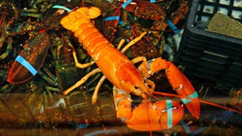Maine fisherman catches bright orange lobster; his 2nd rarity since catching albino lobster