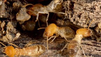 How to terminate termites