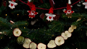 The crazy number of insects that could be hiding in your Christmas tree