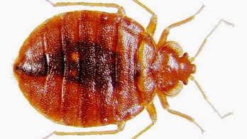 The Latest and Greatest Bedbug Cures