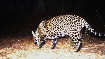 Conservationists: Wild Jaguars can make US comeback