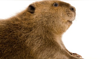 Beaver butts emit goo used in vanilla flavored foods