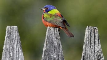 Rainbow-colored bird draws bird watchers to Vermont town