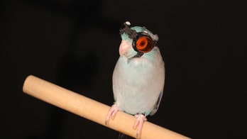 How lasers and a goggle-wearing parrot could aid flying robot designs