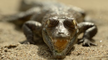 Endangered Colombian crocodiles get a helping hand