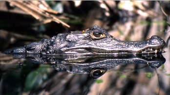 Banana farms are bad for crocodiles, scientists say