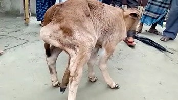 Calf born with 'fifth' leg shocks villagers who worship it as a god