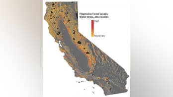 California's drought is proving deadly to the state's trees