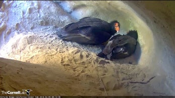 After their egg is stolen, condors raise foster chick