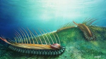 Ancient helmet-wearing wormy creature was covered in 'cocktail sticks'