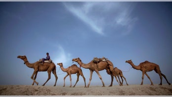 Deadly MERS virus found in Saudi Arabian camel