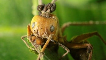 Zombie fungus enslaves only its favorite ant brains