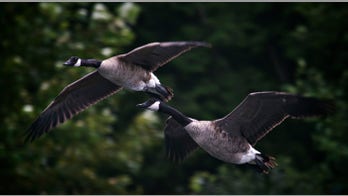 Worst US bird flu outbreak in history expands to Michigan